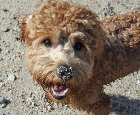 Labradoodle Dog Names