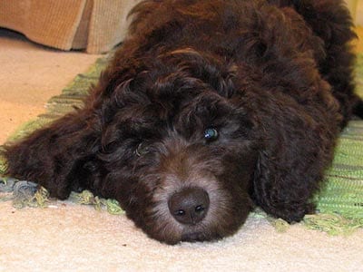 Labradoodle Dog Show