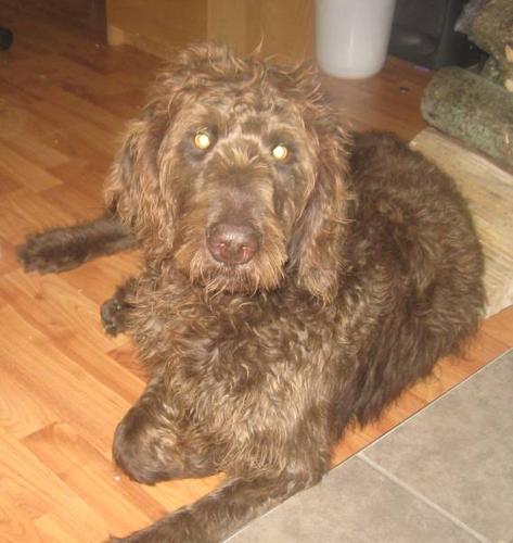 Labradoodle Dogs For Sale Ontario