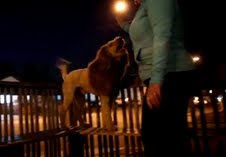 Labradoodle Lion Cut Youtube