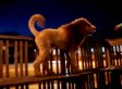 Labradoodle Lion Cut Youtube