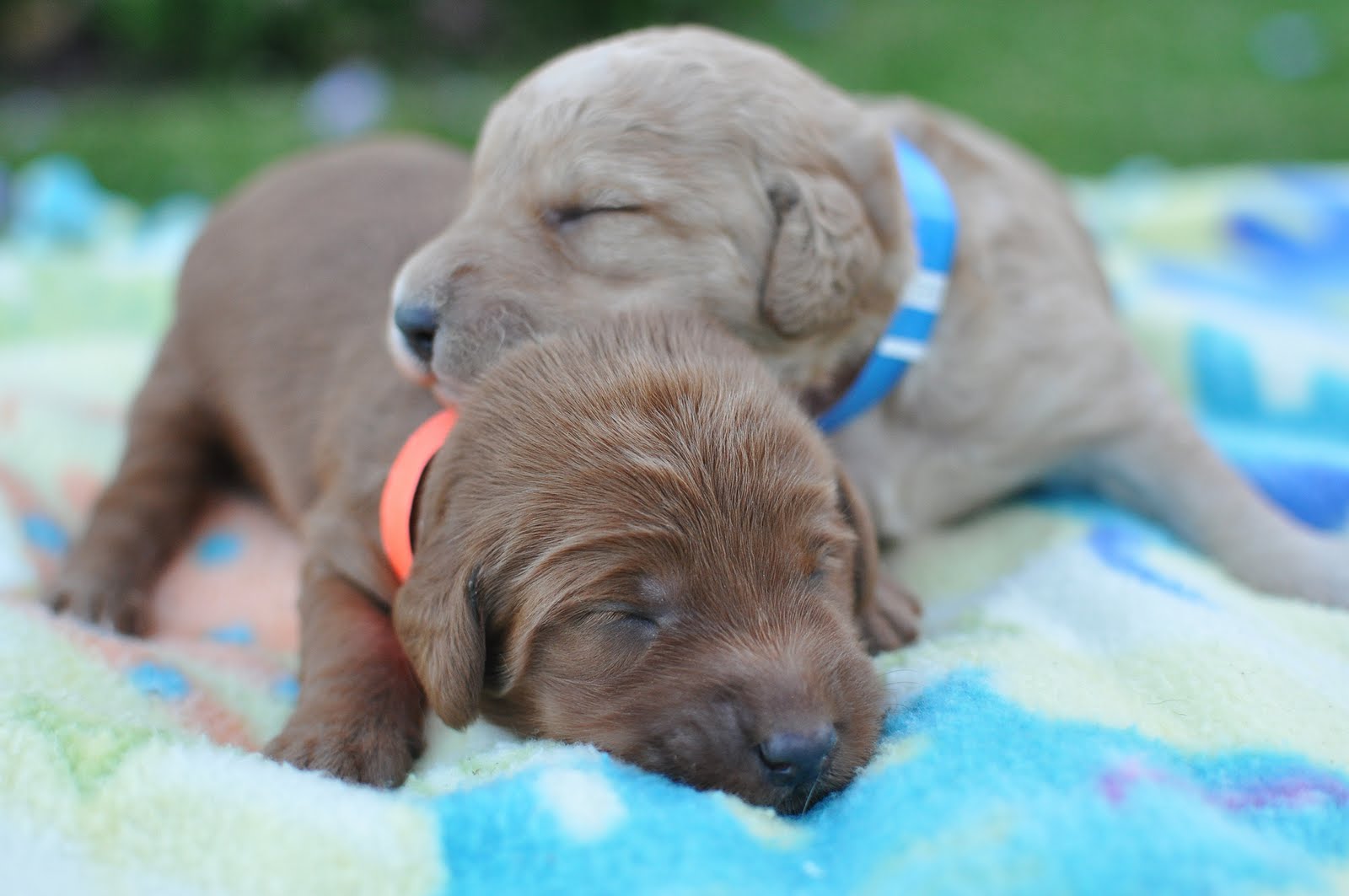 Labradoodle Mini California