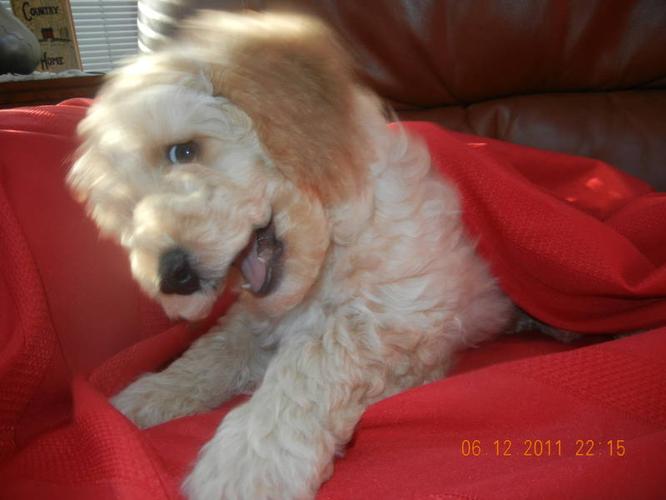 Labradoodle Mini Lion