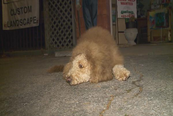 Labradoodle Mini Lion