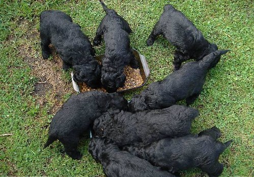 Labradoodle Puppies Black