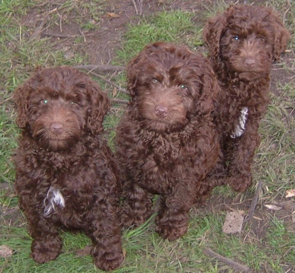 Labradoodle Puppies For Sale Nsw