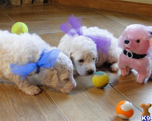 Labradoodle Puppies For Sale Uk 2012