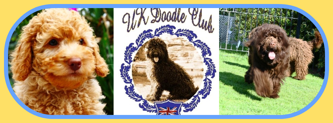 Labradoodle Puppies For Sale Uk