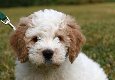Labradoodle Puppies For Sale Uk