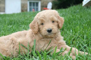 Labradoodle Puppies Pictures
