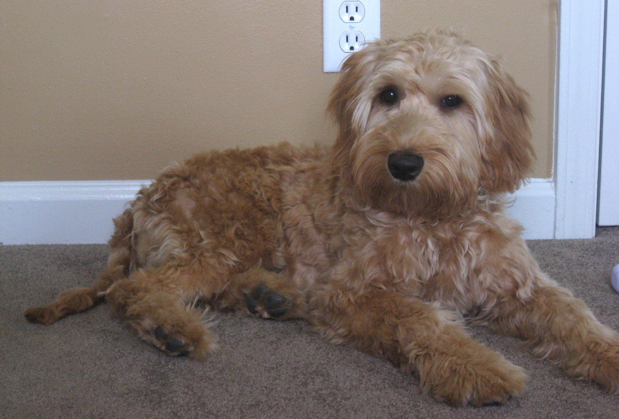 Labradoodle Puppies Pictures