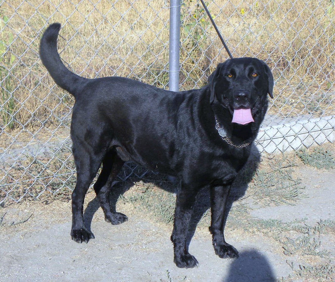 Labrador Dog