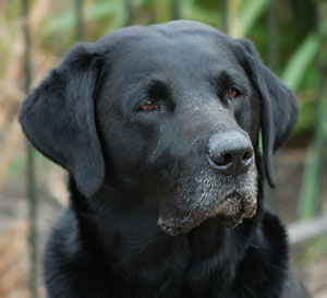 Labrador Dog Black