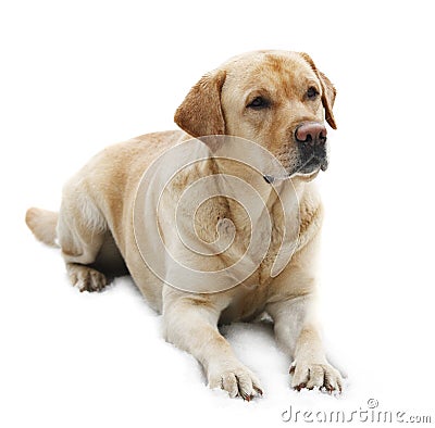 Labrador Dog Breed Info