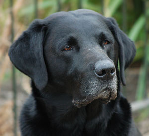 Labrador Dog Breed Info