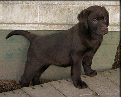 Labrador Dog Breeders Brisbane