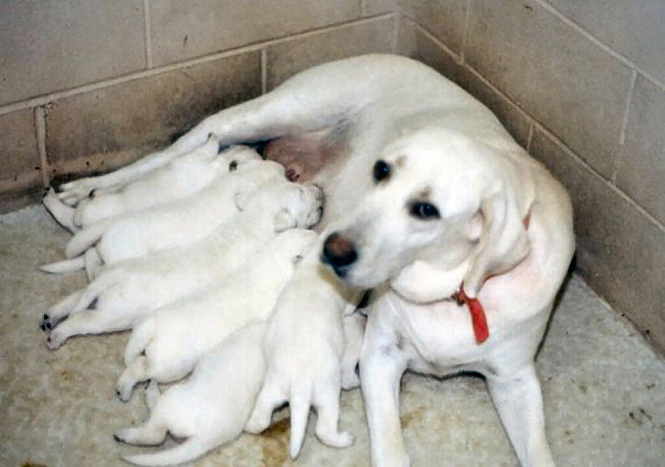 Labrador Dog Breeders Uk