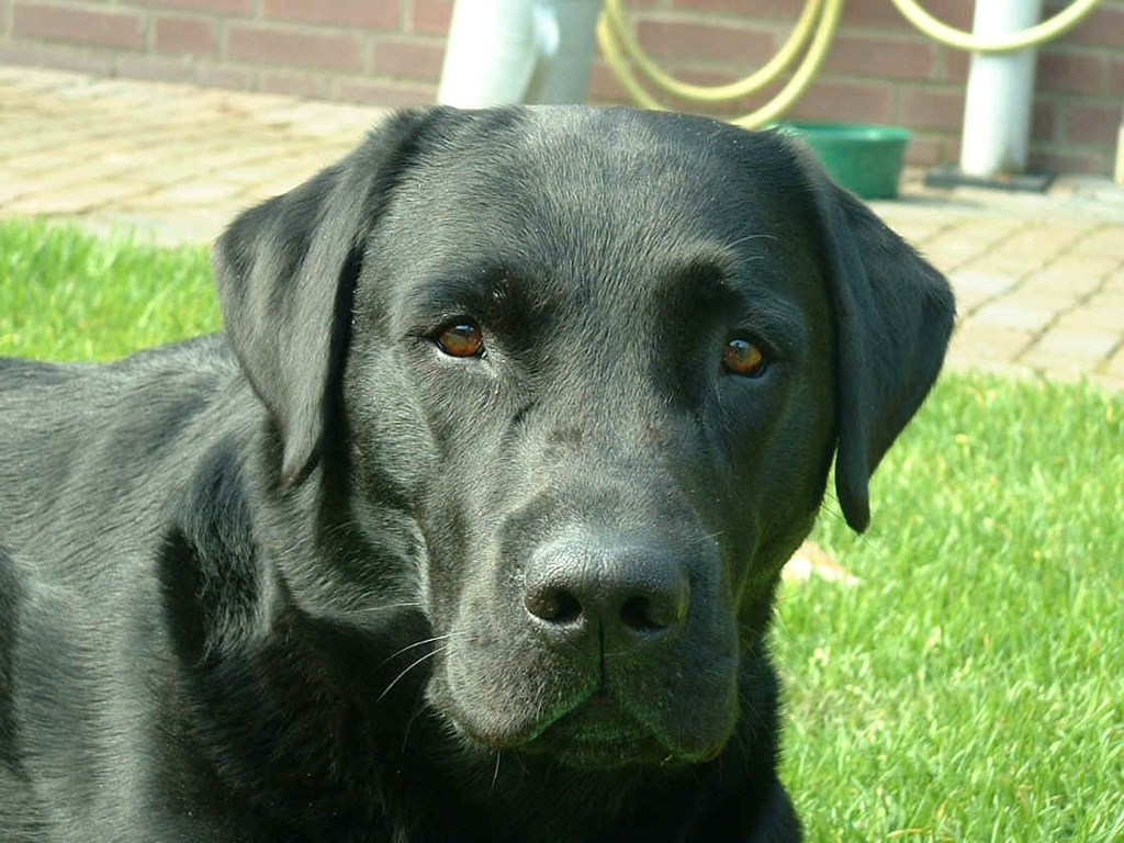 Labrador Dog Images