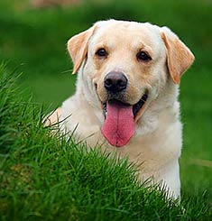 Labrador Dog Pics
