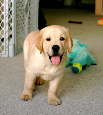 Labrador Dog Pictures