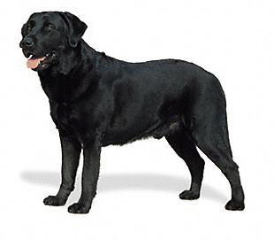 Labrador Dog Pictures