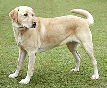 Labrador Dog Pictures
