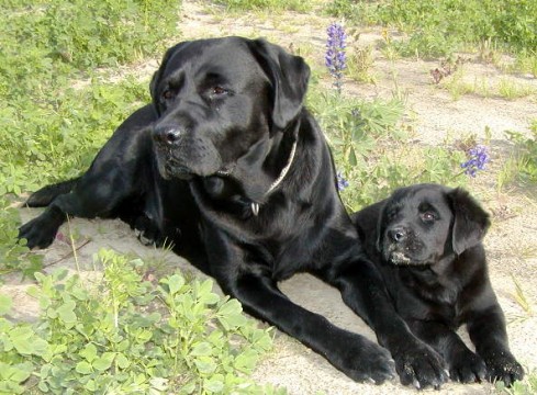 Labrador Dog Pictures