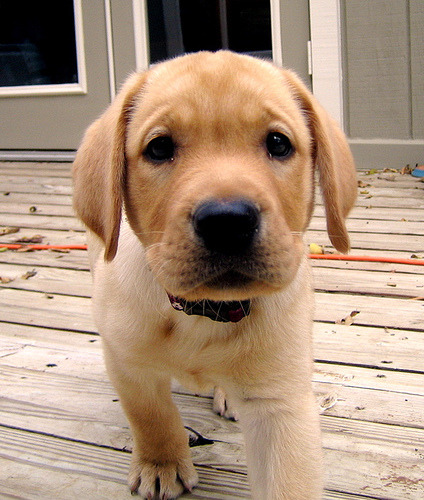 Labrador Dogs Puppies