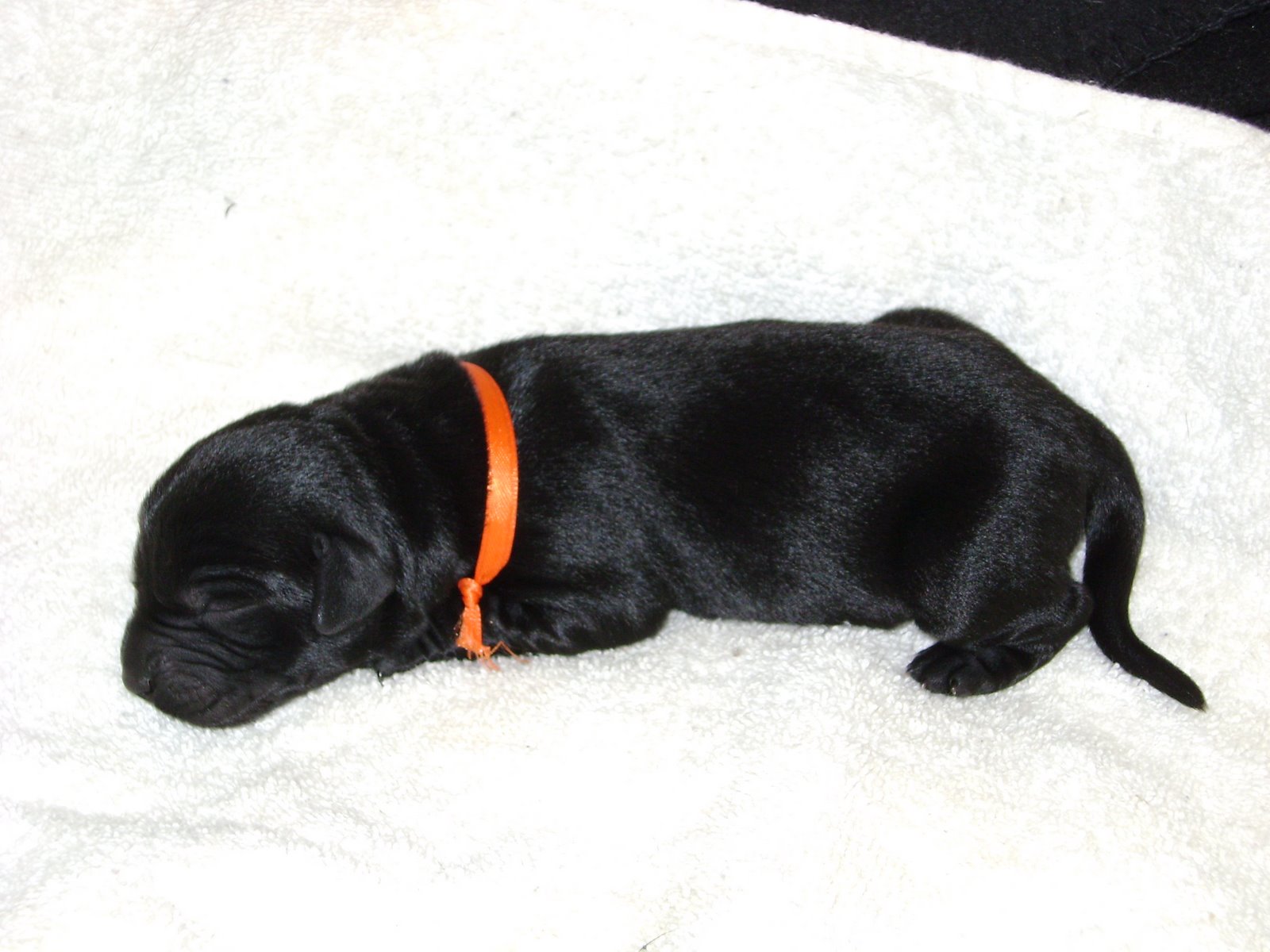 Labrador Puppies Black