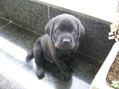 Labrador Puppies Black