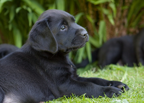 Labrador Puppies Black