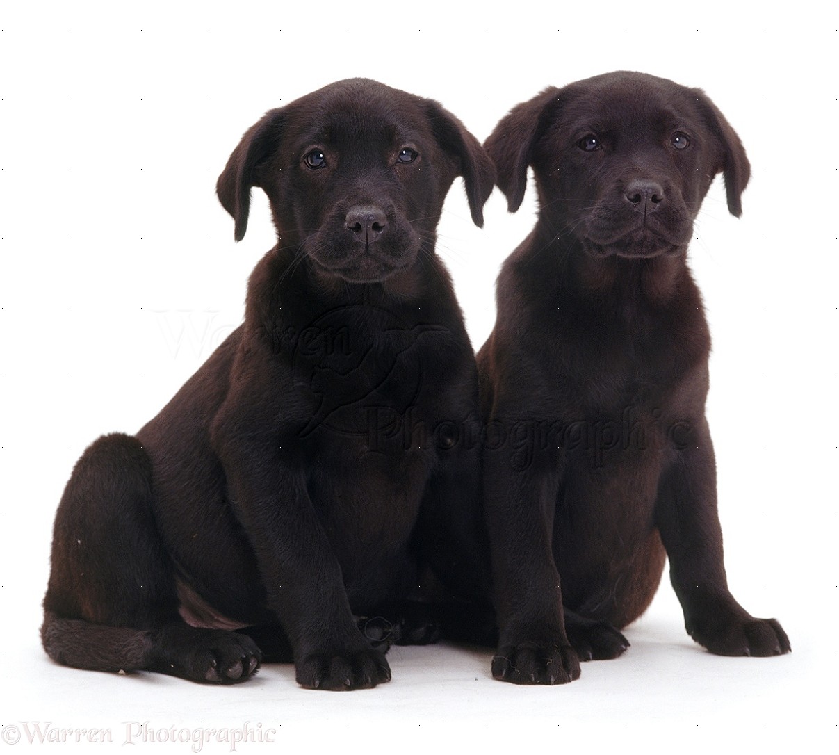 Labrador Puppies Pictures