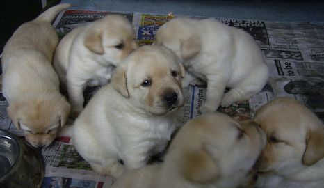 Labrador Puppies Pictures Free