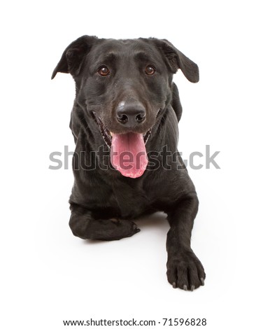 Labrador Retriever Black Spots Tongue