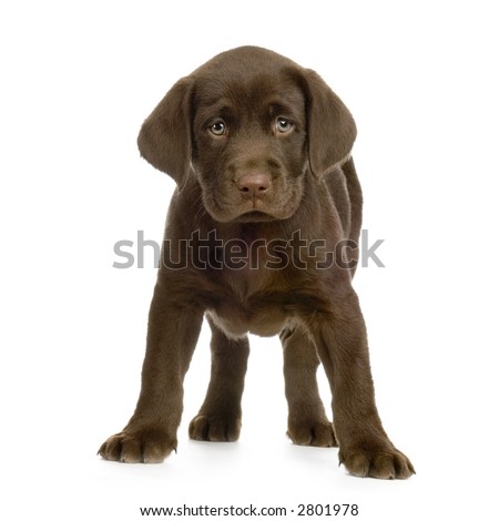 Labrador Retriever Chocolate