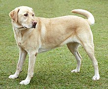 Labrador Retriever Pictures To Color