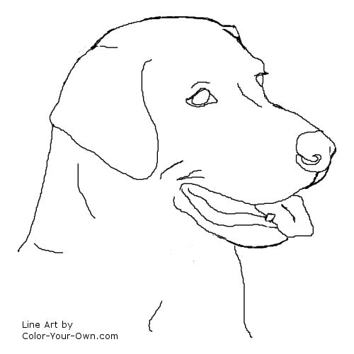 Labrador Retriever Pictures To Color