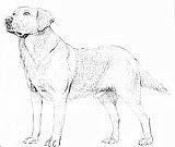 Labrador Retriever Pictures To Color