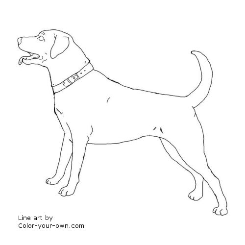 Labrador Retriever Pictures To Color