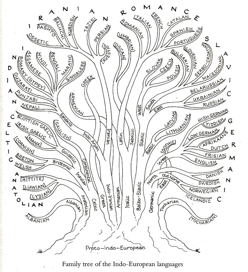 Language Tree Diagram