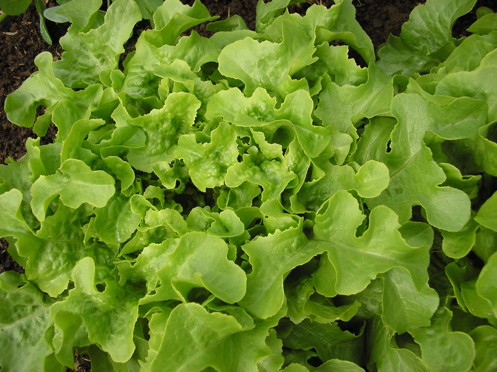 Lettuce Plant Family