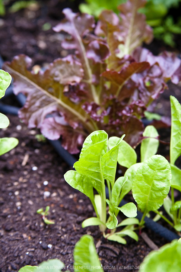 Lettuce Planter