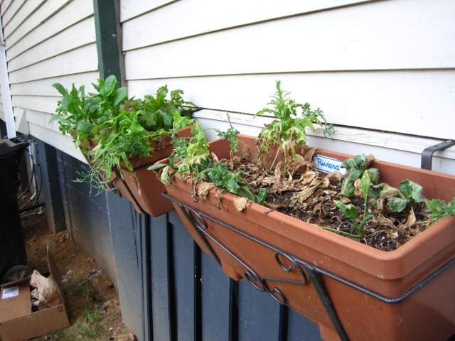 Lettuce Planter