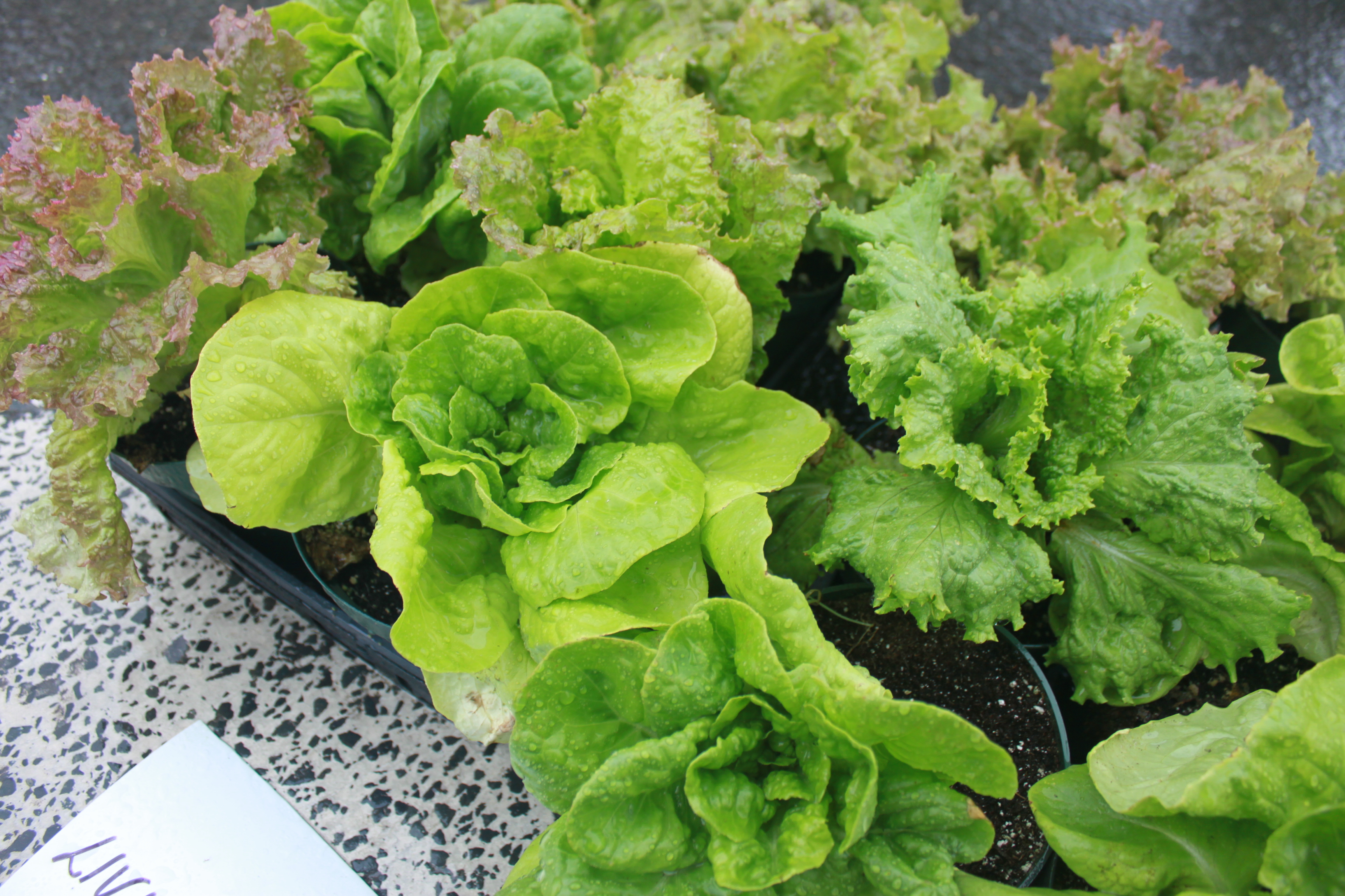 Lettuce Plants For Sale