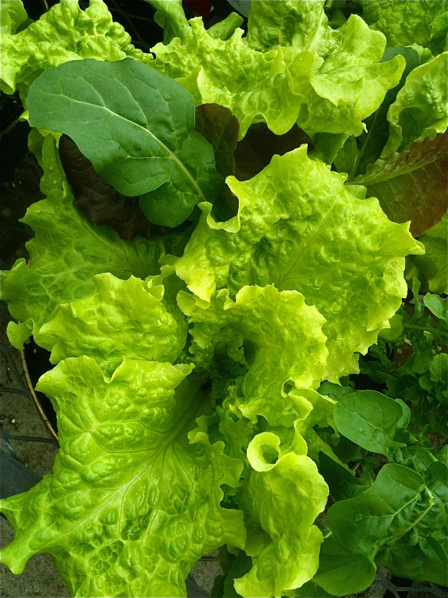 Lettuce Types Nutrition