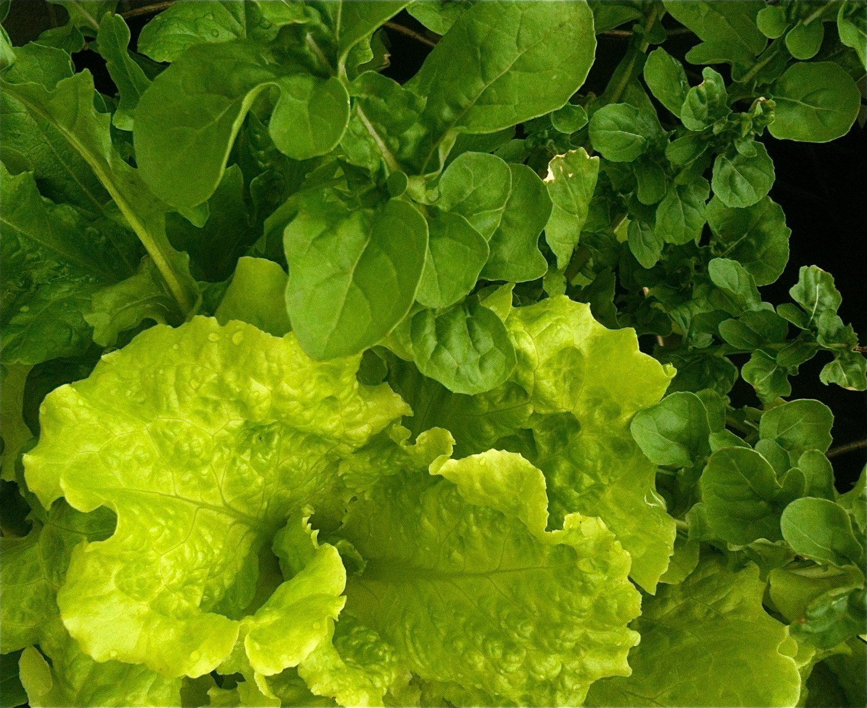 Lettuce Types Nutrition