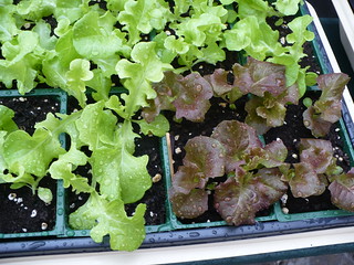 Lettuce Varieties For Fall Planting
