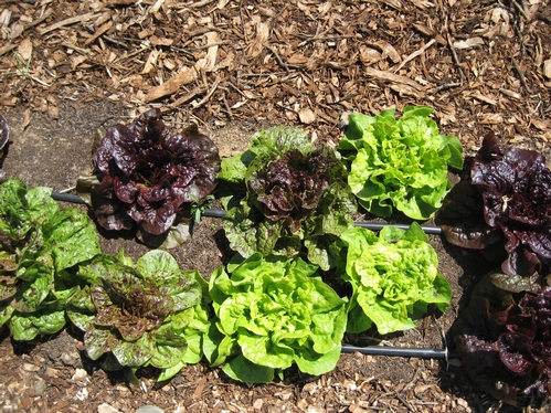 Lettuce Varieties Images