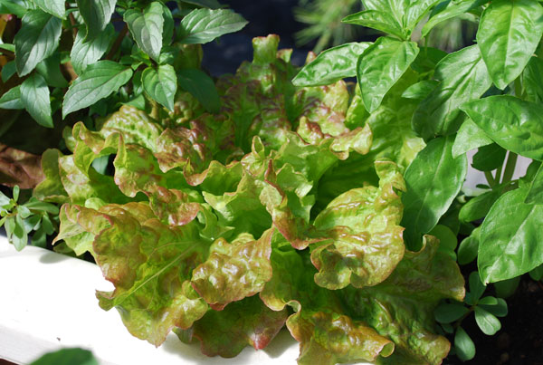 Lettuce Varieties Pictures