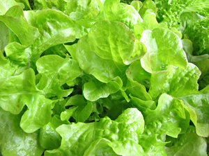 Lettuce Varieties Pictures